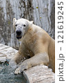 シロクマ 121619245