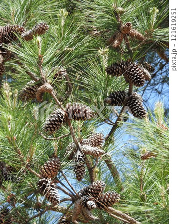 テーダ松 テーダ松 121619251