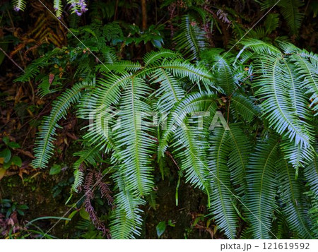 植物　ウラジロ 121619592