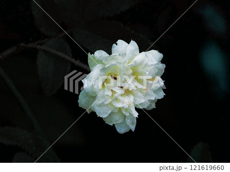 横顔の花、白いモッコウバラ 121619660