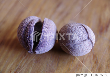 熟すと三つに裂け中に褐色の種子 トチノ実1 熟すと三つに裂け中に褐色の種子 トチノ実1 121619789