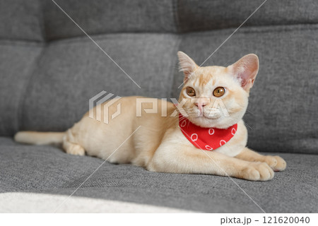 Cream Burmese cat with amber eyes resting on a gray sofa. Cream Burmese cat with amber eyes resting on a gray sofa. 121620040