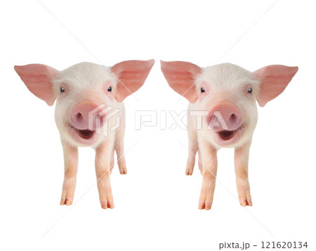 two smiling piglet  isolated on white background 121620134