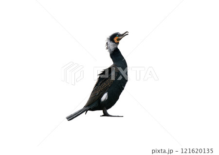 cormorant isolated on white background 121620135