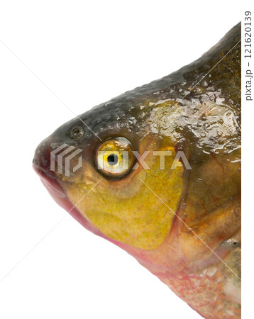 head big bream isolated on white background head big bream isolated on white background 121620139