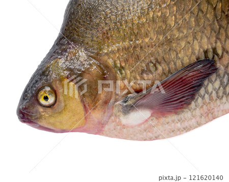 big bream isolated on white background big bream isolated on white background 121620140