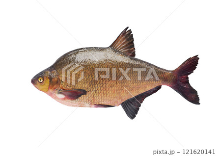 big bream isolated on white background big bream isolated on white background 121620141