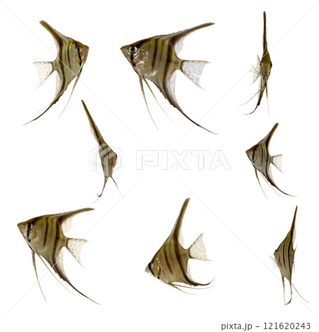 Scalare fish collection 121620243