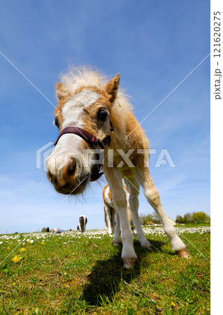 Foal on green grass at summer 121620275