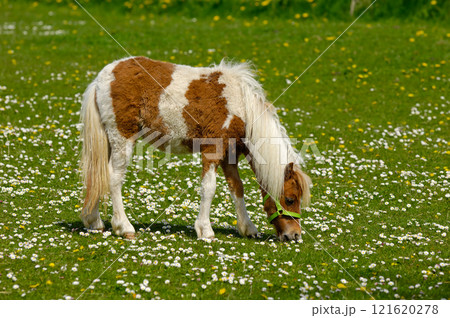 Horse eating green grass Horse eating green grass 121620278