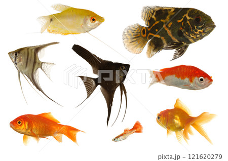 Aquarium fish on white background Aquarium fish on white background 121620279