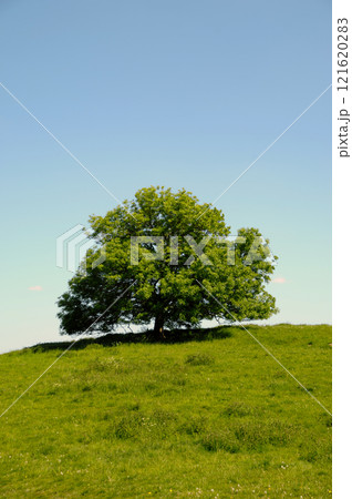 Tree on hill 121620283