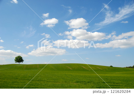 Tree on hill and clouds 121620284