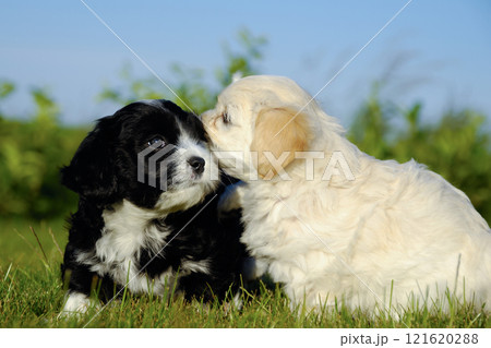 Black and white puppy dogs Black and white puppy dogs 121620288