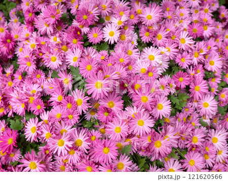 菊の花 断崖作り 菊の花 断崖作り 121620566