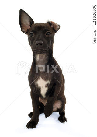 Chihuahua puppy dog 121620600