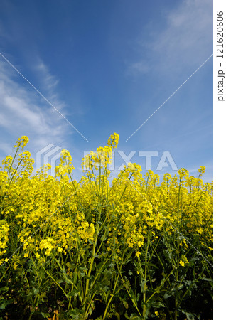 Rape Rape 121620606