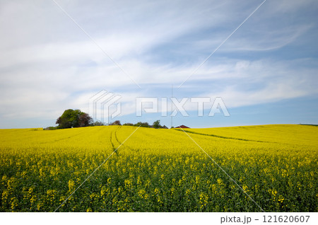Rape field 121620607