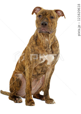 Staffordshire terrier dog 121620618