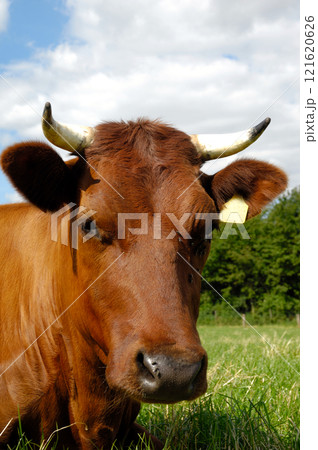 Cow Cow 121620626