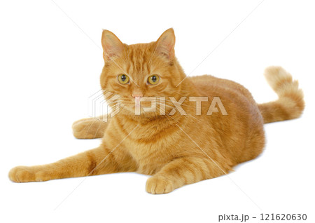 Red cat Red cat 121620630