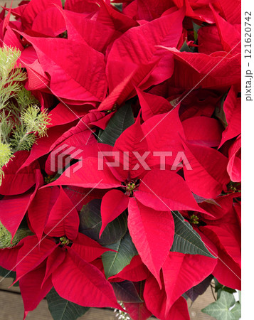 ポインセチア ポインセチア 121620742