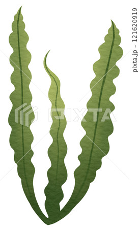 Coral reef Coral reef 121620919