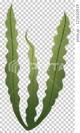 Coral reef Coral reef 121620919