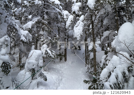 [定額] 厳冬期の北横岳の樹林帯の風景 ( 坪庭 から 北横岳ヒュッテ の区間 ) 121620943