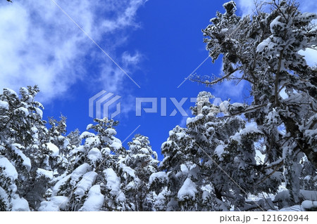 [定額] 厳冬期の北横岳の樹林帯の風景 ( 坪庭 から 北横岳ヒュッテ の区間 ) 121620944
