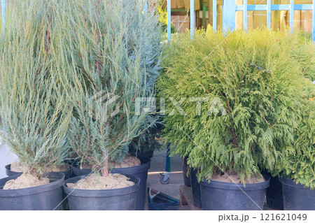 Potted evergreen tree seedlings. Cypress and juniper seedlings are sold in store. Seedlings of coniferous plants for landscape design. Sunny day. Potted evergreen tree seedlings. Cypress and juniper seedlings are sold in store. Seedlings of coniferous plants for landscape design. Sunny day. 121621049