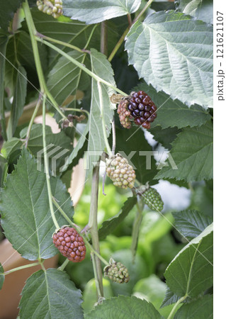 Thai agricultural produce to be exhibited at the fair 121621107