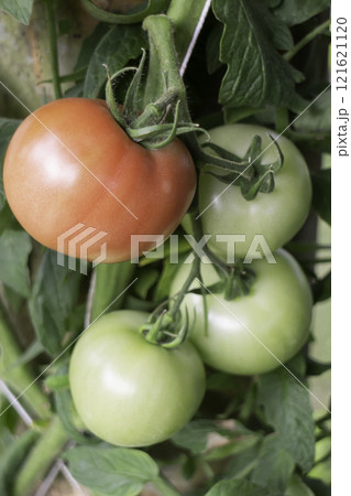 Beautiful tropical green plant and tree decorated in resort garden 121621120