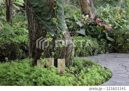 Beautiful tropical green plant and tree decorated in resort garden Beautiful tropical green plant and tree decorated in resort garden 121621141