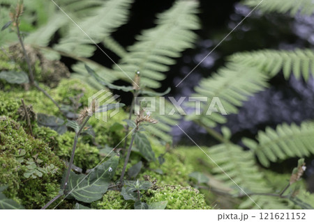 Beautiful tropical green plant and tree decorated in resort garden Beautiful tropical green plant and tree decorated in resort garden 121621152