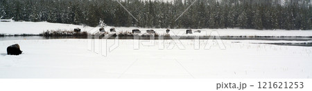 American Bison Yellowstone National Park American Bison Yellowstone National Park 121621253