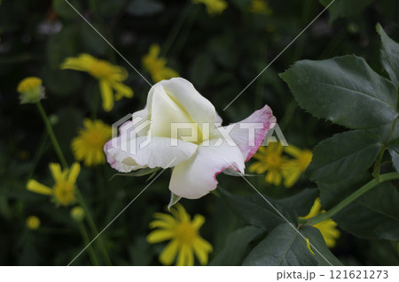 Thai agricultural produce to be exhibited at the fair Thai agricultural produce to be exhibited at the fair 121621273