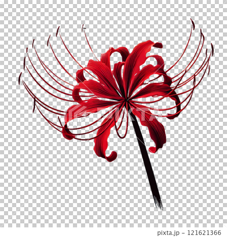 赤い彼岸花のイラストのイラスト素材 [121621366] - PIXTA