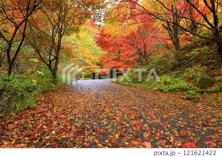 紅葉したみたらい渓谷遊歩道 121621422