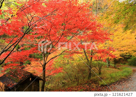 紅葉したみたらい渓谷遊歩道 121621427