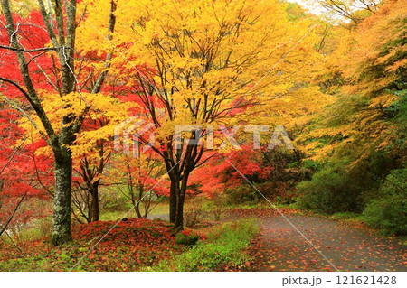 紅葉したみたらい渓谷遊歩道 121621428