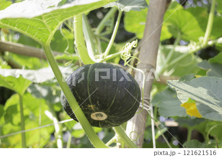 Thai agricultural produce to be exhibited at the fair 121621516