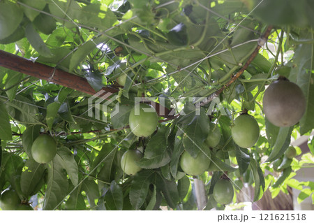 Thai agricultural produce to be exhibited at the fair Thai agricultural produce to be exhibited at the fair 121621518