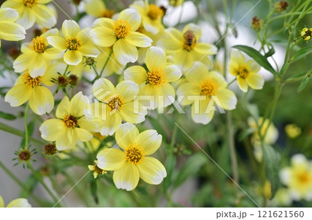 ウィンターコスモス（キク科）センダングサ属 121621560