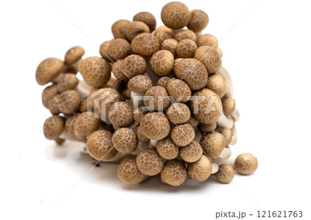 young shiitake mushrooms isolated young shiitake mushrooms isolated 121621763