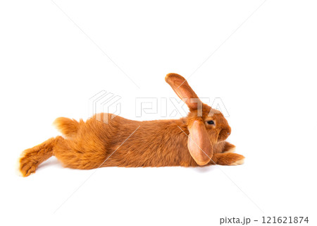 red rabbit isolated 121621874