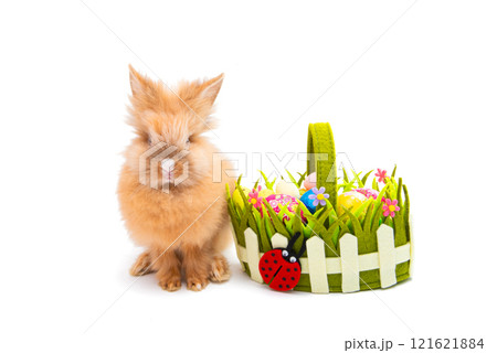 easter live bunny isolated 121621884