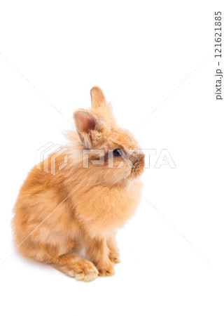 easter live bunny isolated 121621885