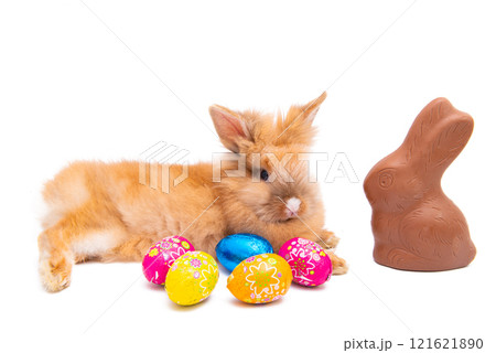 easter live bunny isolated 121621890