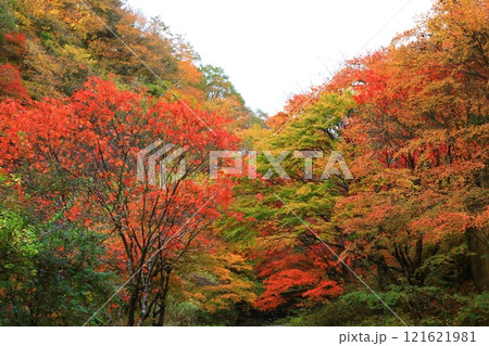 紅葉したみたらい渓谷遊歩道 121621981